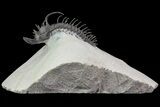 Alien Looking Spiny Quadrops Trilobite - #69576-3